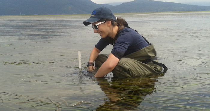 Lauren surveys seagrass density in Samish Bay, Wash.